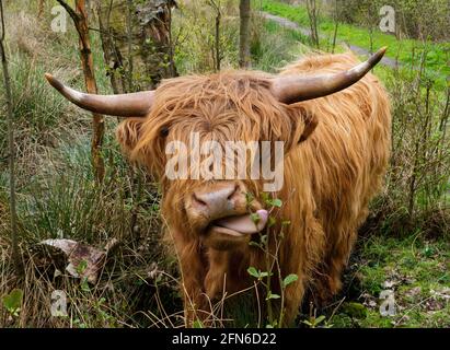 Highland cow in forest, sticking out its tongue Stock Photo