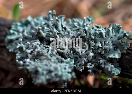 Lichen Hypogymnia physodes on a tree branch.  Stock Photo