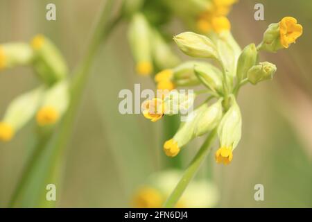 Primula veris, Cowslip. Yellow sunny flowers of Cowslip in sunlight outdoors in springtime.  Yellow flowers spring background. Stock Photo