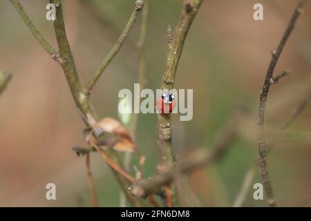 A red ladybug with black spots on its back is crawling along a bush branch in a spring forest. Stock Photo
