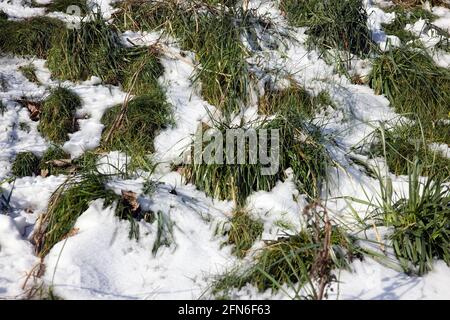 clumps of grass covered with snow in wintertime Stock Photo