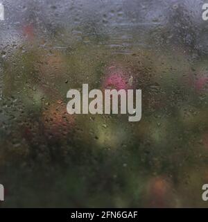 Raindrops seen on glass of greenhouse Stock Photo