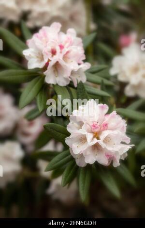 Flowering Rhododendron 'Blewbury', natural plant portrait Stock Photo -  Alamy