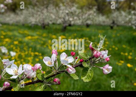 Apple trees with beautiful apple blossoms Stock Photo