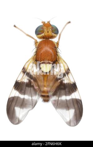 Walnut husk fly (Rhagoletis completa) it is quarantine species of tephritid or fruit flies whose larvae damage walnuts. Isolated on a white background Stock Photo