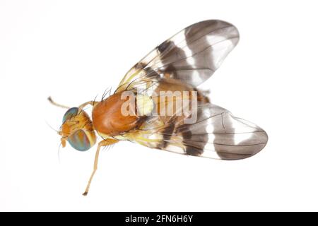 Walnut husk fly (Rhagoletis completa) it is quarantine species of tephritid or fruit flies whose larvae damage walnuts. Isolated on a white background Stock Photo