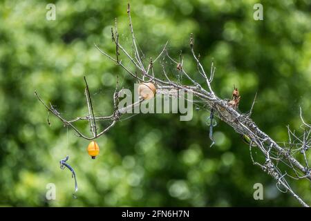 Snagged lures hi-res stock photography and images - Alamy