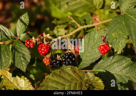 wild raspberries in the forest illuminated by the sun Stock Photo