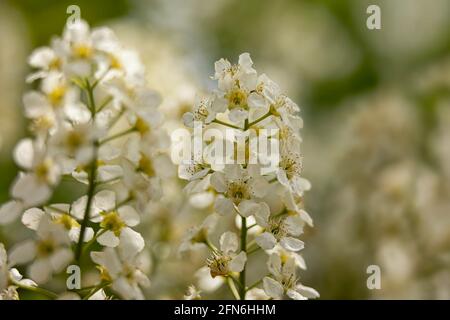 Closeup of flowers of Bird Cherry, Prunus padus 'Watereri', in spring Stock Photo