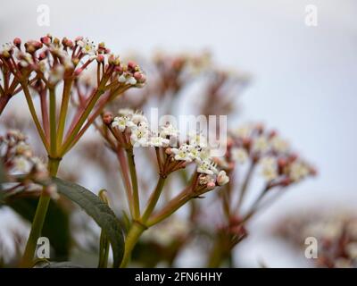 Closeup of flowers of Arrowwood, Viburnum × globosum 'Jermyns Globe', in spring Stock Photo
