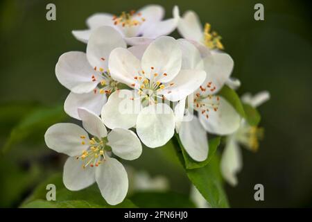 Closeup of the flowers of Crab Apple, Malus 'Butterball', in spring Stock Photo