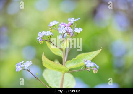 Closeup of flowers of Lungwort, Pulmonaria 'Blue Ensign', in spring against a pale background Stock Photo