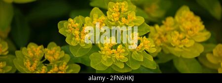 Panorama of flowers of greater cushion spurge, Euphorbia epithymoides 'Major', in spring