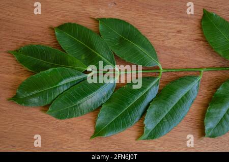 June Plum Leaves On Board Surface Stock Photo