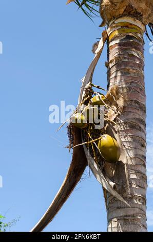 Coconut Against The Blue Sky Stock Photo