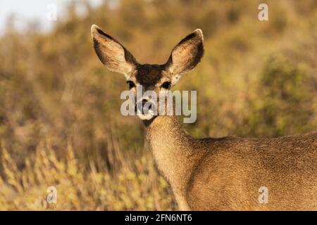 Mule Deer at Rocky Peak Park in the Santa Susana Mountains near Los Angeles and Simi Valley, California. Stock Photo