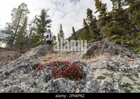 Wild sedum plant in the boreal forest of northern Canada during springtime with bright red leaves of succulent plant. Surrounded by rocks, dry fauna. Stock Photo