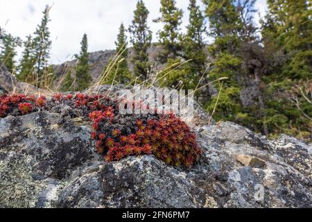 Wild sedum plant in the boreal forest of northern Canada during springtime with bright red leaves of succulent plant. Surrounded by rocks, dry fauna. Stock Photo