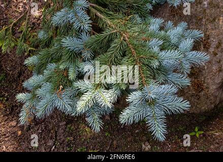 Blue spruce or picea pungens branch with blue-green coloured needles. Coniferous tree. Stock Photo