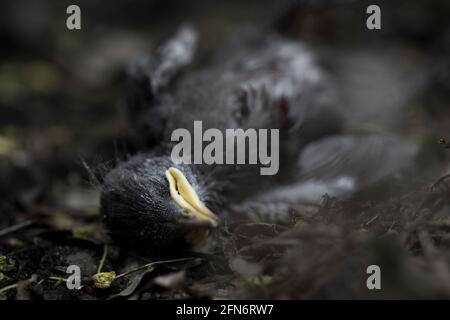 Death close up baby bird injured by predator laying on the ground dead. Stock Photo