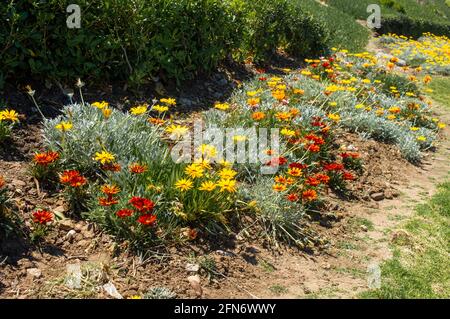 multicolored flowerbed in flowers red, yellow, orange ,meadow .Perennial garden Stock Photo