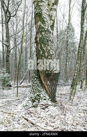 Two intertwined trunks of a birch tree in a winter forest, covered with snow. Stock Photo