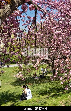Kwanzan Cherry Trees Provide a Wonderful Splash of Vibrant Pink Color to Cental Park in the springtime, NYC, USA Stock Photo