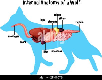 Internal Anatomy of a Wolf illustration Stock Vector