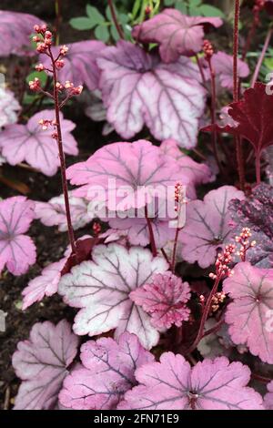 Heuchera ‘Sugar Plum’ Alum root / coral bells Sugar Plum – flower buds on tall stems atop round palmately lobed plum and silver leaves, Stock Photo