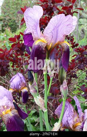 Iris germanica ‘Ambassadeur’ Bearded iris Deep purple falls, violet standards, yellow beard,  May, England, UK Stock Photo