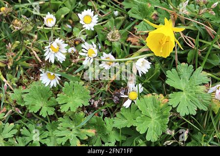 Narcissus bulbocodium  Division 13 Botanical name hoop petticoat daffodil – small yellow daffodils with tiny petals and large trumpets,  May, England, Stock Photo