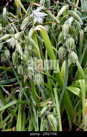 Ornithogalum umbellatum garden star-of-Bethlehem – loose flower spikes of white flowers with green petal backs,  May, England, UK Stock Photo