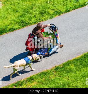 Woman carrying potting soil and a plant on her motorized scooter in Steveston British Columbia Canada Stock Photo