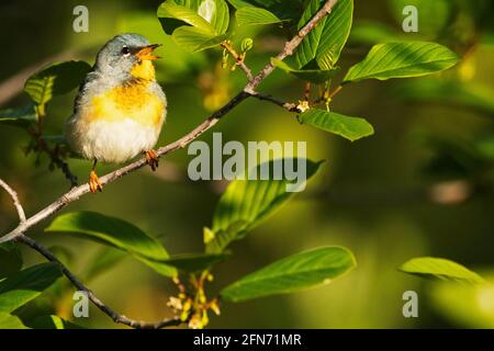 Northern parula warbler singing during spring migration Stock Photo