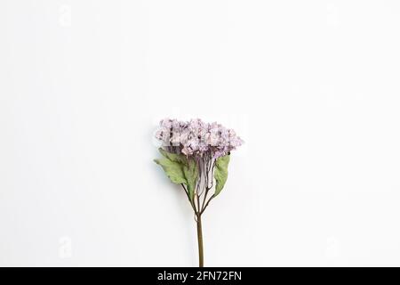 Dry purple hydrangea flower on white background. top view, copy space Stock Photo