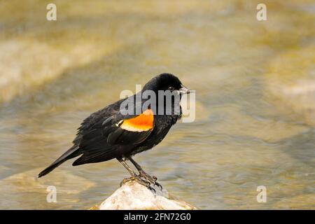 Red-winged Blackbird, (Agelaius phoeniceus),  Male, Bird, perched on  a Rock in a brook Stock Photo