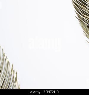 Tropical Green leaf frame on white background. flat lay, top view, copy space Stock Photo
