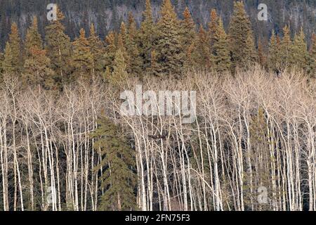 The dense boreal forest in northern Canada during spring time with tall birch trees in front of spruce. Completely camouflaged bald eagle sitting.
