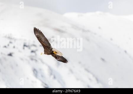 Adult bald eagle with spectacular white snow mountain background soaring high above the northern Canadian landscape in spring time, late winter. Stock Photo