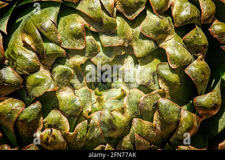 Healthy vegetable eating and farming concept: Whole piece of a fresh and organic artichoke. Full frame photography. Natural food pattern background Stock Photo