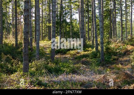 wide dirt path leading through a bright sunny forest Stock Photo