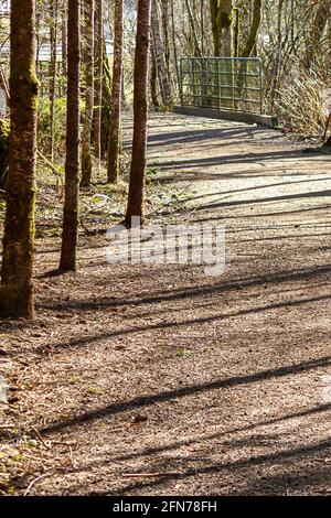 wide dirt path leading through a bright sunny forest Stock Photo