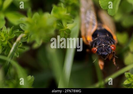 Bloomington, United States. 14th May, 2021. Brood X cicadas emerge from the ground along First Street on Vinegar Hill in Bloomington, Indiana. Billions of cicadas are expected to emerge this year in Indiana and several other states after living in the ground for 17 years. (Photo by Jeremy Hogan/SOPA Images/Sipa USA) Credit: Sipa USA/Alamy Live News Stock Photo