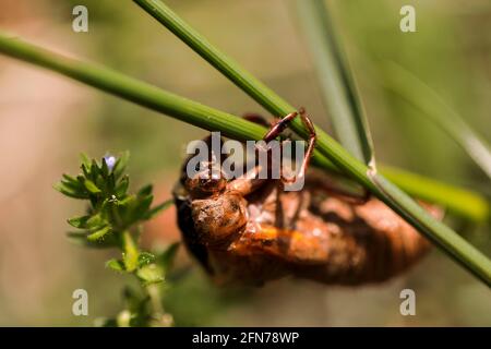 Bloomington, United States. 14th May, 2021. Brood X cicadas emerge from the ground along First Street on Vinegar Hill in Bloomington, Indiana. Billions of cicadas are expected to emerge this year in Indiana and several other states after living in the ground for 17 years. (Photo by Jeremy Hogan/SOPA Images/Sipa USA) Credit: Sipa USA/Alamy Live News Stock Photo