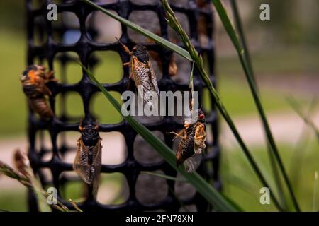 Bloomington, United States. 14th May, 2021. Brood X cicadas emerge from the ground along First Street on Vinegar Hill in Bloomington, Indiana. Billions of cicadas are expected to emerge this year in Indiana and several other states after living in the ground for 17 years. (Photo by Jeremy Hogan/SOPA Images/Sipa USA) Credit: Sipa USA/Alamy Live News Stock Photo