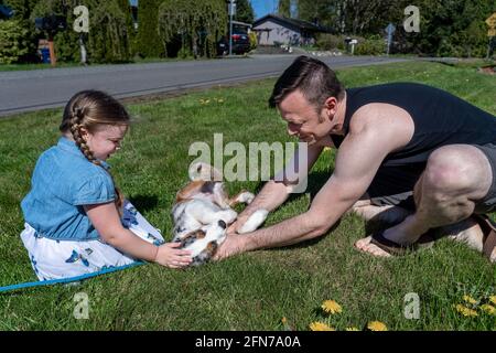 Lynwood, Washington, USA.   Father and four year old daughter petting an Australian Shepherd puppy in their yard which was on a walk by neighbor, thus Stock Photo