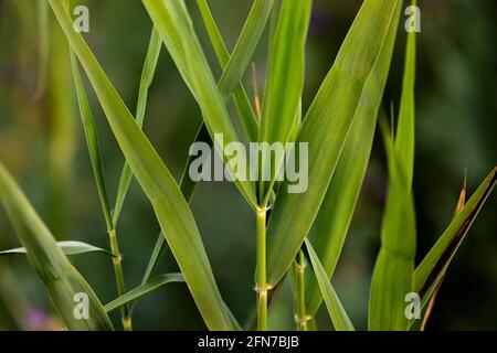 natural Green reed/grass closeup Stock Photo