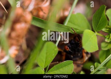 Bloomington, United States. 14th May, 2021. Brood X cicadas emerge from the ground along First Street on Vinegar Hill in Bloomington, Indiana. Billions of cicadas are expected to emerge this year in Indiana and several other states after living in the ground for 17 years. Credit: SOPA Images Limited/Alamy Live News Stock Photo