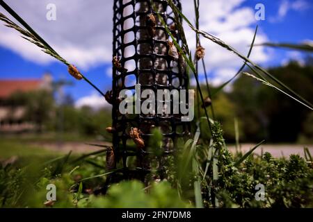 Bloomington, United States. 14th May, 2021. Brood X cicadas emerge from the ground along First Street on Vinegar Hill in Bloomington, Indiana. Billions of cicadas are expected to emerge this year in Indiana and several other states after living in the ground for 17 years. Credit: SOPA Images Limited/Alamy Live News Stock Photo