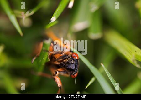 Bloomington, United States. 14th May, 2021. Brood X cicadas emerge from the ground along First Street on Vinegar Hill in Bloomington, Indiana. Billions of cicadas are expected to emerge this year in Indiana and several other states after living in the ground for 17 years. Credit: SOPA Images Limited/Alamy Live News Stock Photo